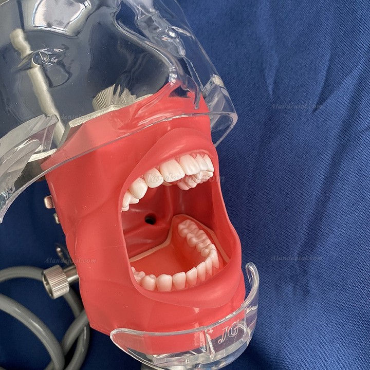 Jingle C6-1 Dental Training Practice Phantom Manikin Head